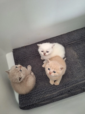 BKH kitten 
