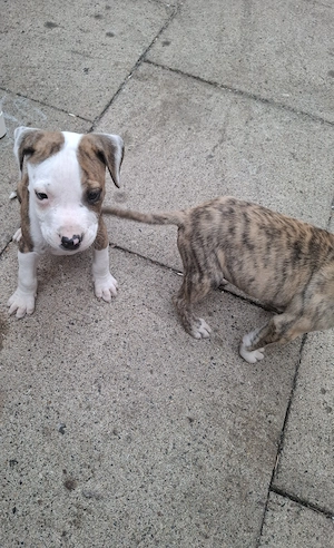 American staffordshire welpen 