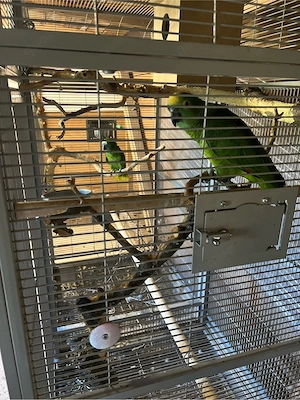 Blaustirnamazonen