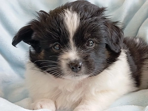 Wunderschöner Papillon Pomchi Mix Welpe