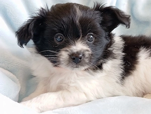 Wunderschöne Papillon Pomchi Mix Welpen 