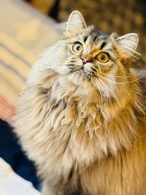 10Monate alter katze zu verkaufen 