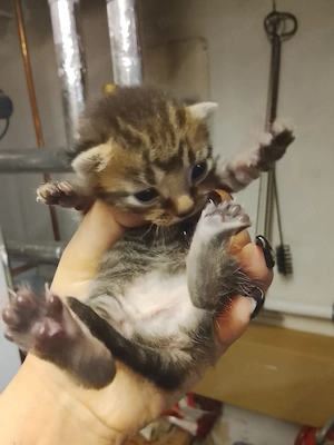 Europäischekurzhaar kitten zu verkaufen Madchen und junge 