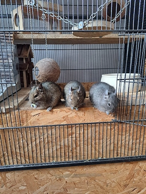 3 Degus, alle Männchen