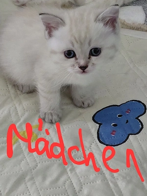BLH+BKH Kitten mit blaue Augen, mit Impfpass  Bild 6