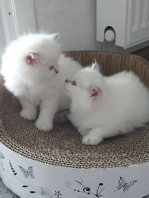 BLH+BKH Kitten mit blaue Augen, mit Impfpass  Bild 5