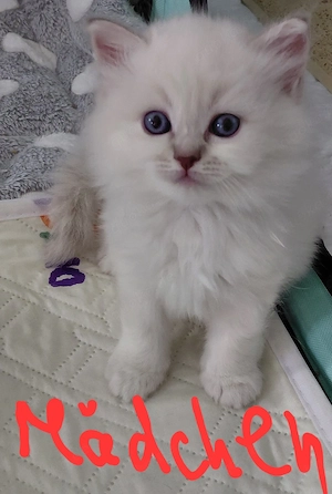 BLH+BKH Kitten mit blaue Augen, mit Impfpass  Bild 7