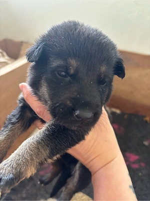 Tolle X Herder Welpen Malinois Schäferhund Belgischer Schäferhund 
