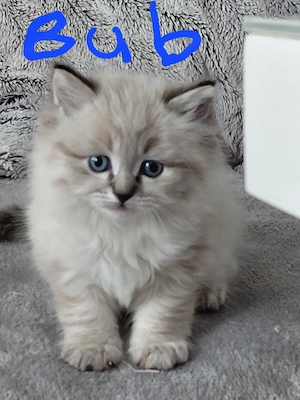 BLH+BKH Kitten mit blaue Augen 