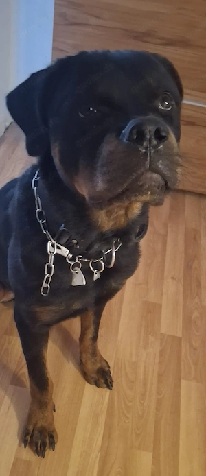 Rottweiler rüde 18 Monate 