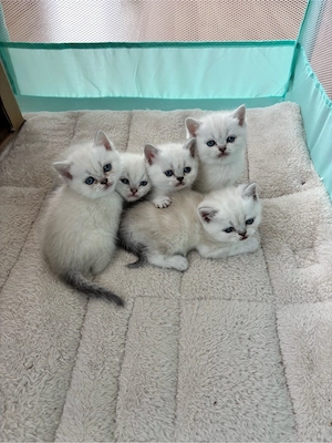 Wunderschöne BKH Kitten