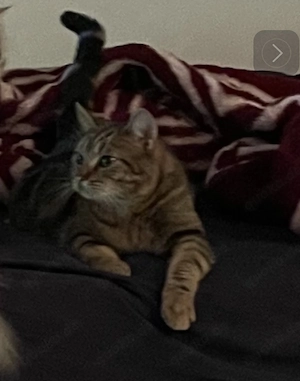 Kater Milo