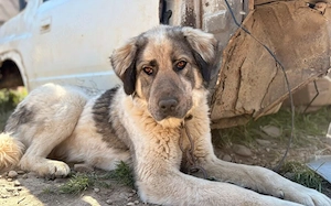 Aufgeschlossene Elly sucht ihre Familie