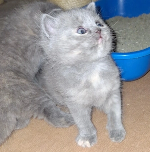 Bkh Kitten, weiß, blue und blue tortie 