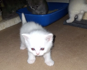 Bkh Kitten, weiß, blue und blue tortie 
