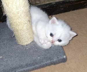 Bhk Kitten, weiß, blue und blue tortie 