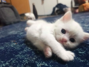 Wunderschönes BKH-Perser Mix Kitten (2 Monate) sucht Herzensmenschen!   