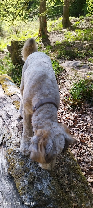 Doodle, Border Doodle Welpen, Allergiker geeignet!  Bild 5