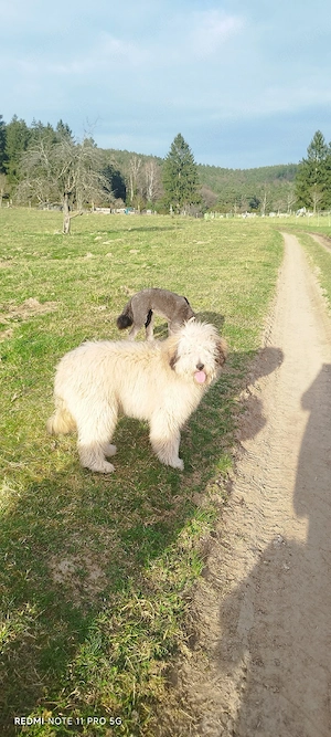 Doodle, Border Doodle Welpen, Allergiker geeignet!  Bild 9