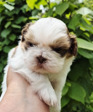 Wunderschöne Shih Tzu Welpen mit Ahnentafel 