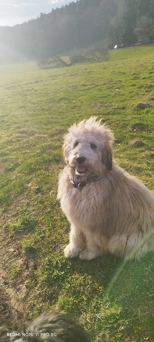 Doodle, Border Doodle Welpen, Allergiker geeignet!  Bild 7