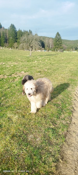 Doodle, Border Doodle Welpen, Allergiker geeignet!  Bild 8
