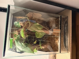 Terrarium 60x40x40 zu verkaufen 