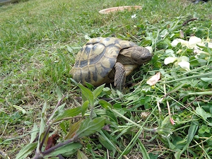 Griechische Landschildkröten, adulte Thb zu verkaufen Bild 2