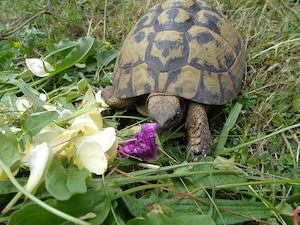 Griechische Landschildkröten, adulte Zuchtgruppe Thb zu verkaufen