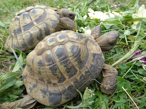 Griechische Landschildkröten, adulte Thb zu verkaufen Bild 3
