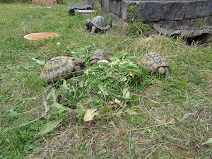 Griechische Landschildkröten, adulte Thb zu verkaufen Bild 5