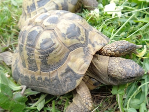 Griechische Landschildkröten, adulte Thb zu verkaufen Bild 4