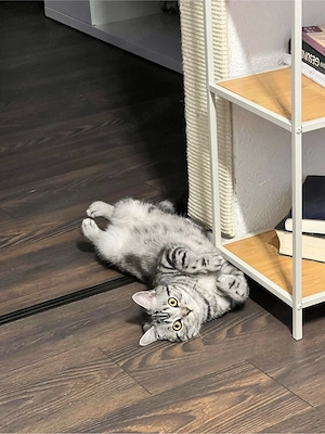 TOP BKH Silver Deckkater Tom   erfahren   sucht Katzendamen Bild 2