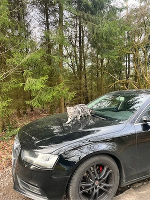 TOP BKH Silver Deckkater Tom   erfahren   sucht Katzendamen Bild 3