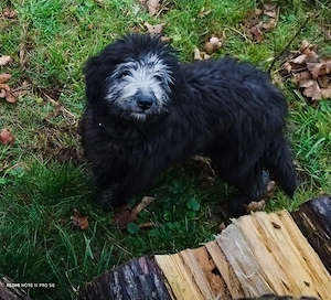border Doodle Welpen, sehr gut erzogen! Allergiker geeignet, nicht haarend!  Bild 10
