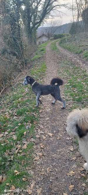 border Doodle Welpen, sehr gut erzogen! Allergiker geeignet, nicht haarend!  Bild 12