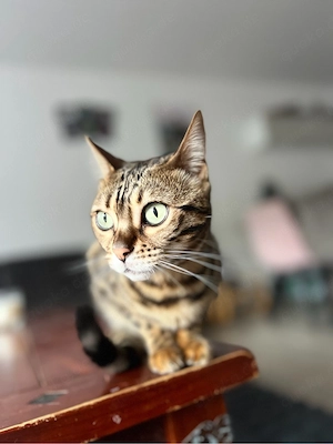 Mina sucht ein neues Zuhause Bild 2