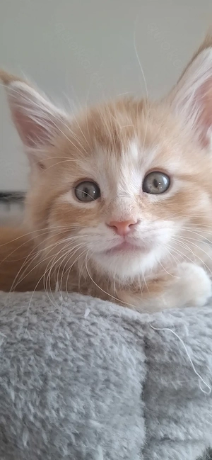 Wunderschöne reinrassige maine coon babies 