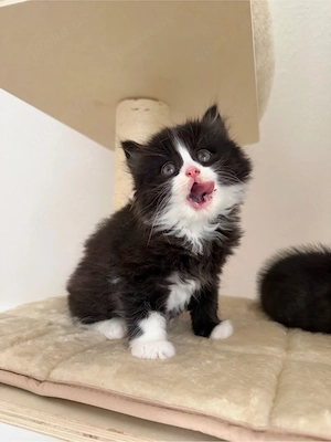 bkh blh kitten