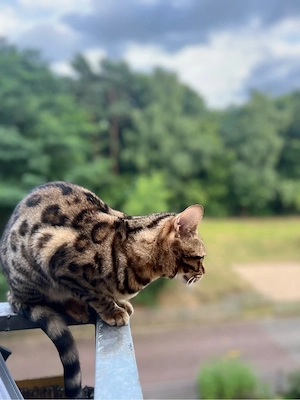 Mina sucht ein neues Zuhause Bild 4