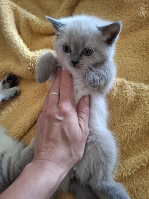 Britisch Kurzhaar Katzenbaby