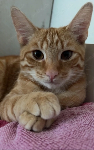 Katze zu verkaufen 
