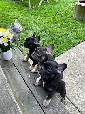    Wunderschöne Französische Bulldoggenwelpen   Liebevolles Zuhause gesucht   