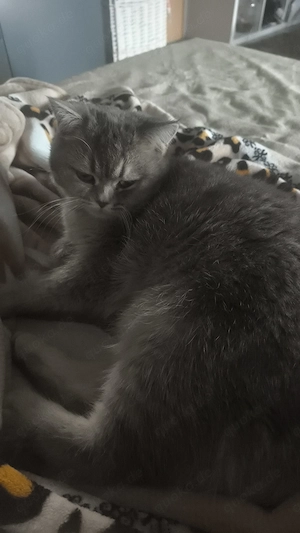 Ich muss meine Katze verkaufen weil ich Allergie