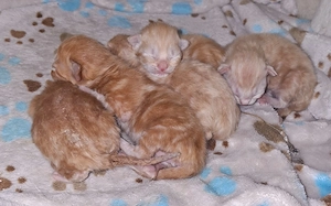 Fünf zauberhafte BKH Kater in besonderen, seltenen Farben Red und Creme Silver Classic Tabby 
