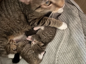 Kitten Babykatze Katze