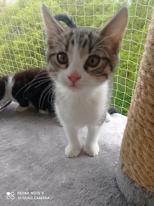 kleiner Kater 