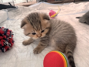 BKH Kitten