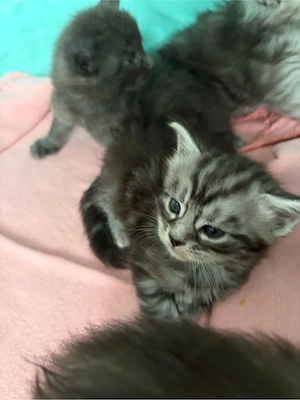 main coon babykatzen 