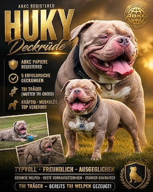 Deckrüde American Bully mit Abkc Papier